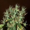 CBD Mango Haze (CBD Crew) femminizzata