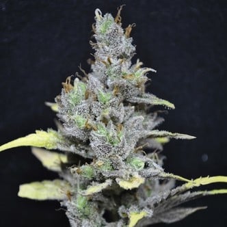 CBD Medi Haze (CBD Crew) femminizzata