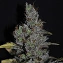 CBD Medi Haze (CBD Crew) femminizzata