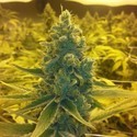 CBD Medi Haze (CBD Crew) femminizzata