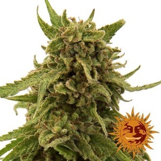 CBD Critical Cure (Barney's Farm) femminizzata