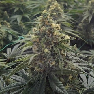 Desert Diesel (Humboldt Seeds) femminizzata