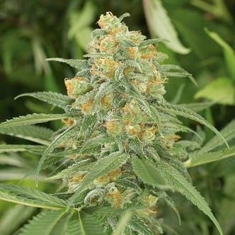 Green Crack (Humboldt Seeds) femminizzata