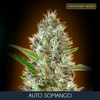 Auto Somango (Advanced Seeds) femminizzata