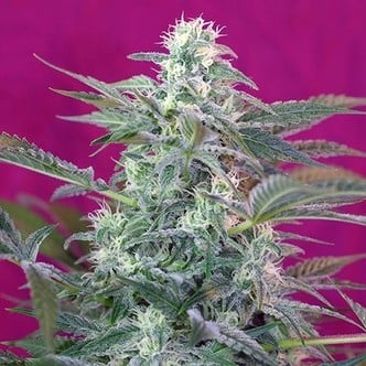 Big Foot (Sweet Seeds) femminizzata