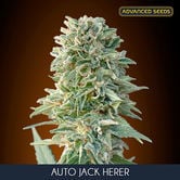 Auto Jack Herer (Advanced Seeds) femminizzata