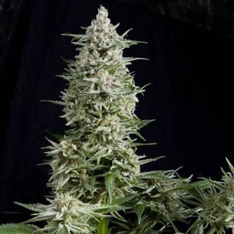 Amnesia Gold (Pyramid Seeds) femminizzata