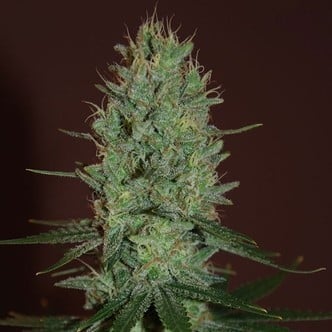 Amnesia Haze (Expert Seeds) femminizzata