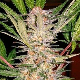 S.A.D. S1 (Sweet Seeds) femminizzata