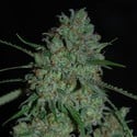 Afghan Skunk (Expert Seeds) femminizzata