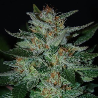 Blue Cheese (Expert Seeds) femminizzata