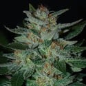 Blue Cheese (Expert Seeds) femminizzata