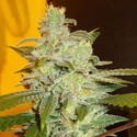 Northern Lights (Expert Seeds) femminizzata