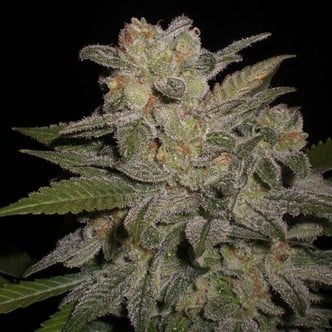 Northern Light Auto (Expert Seeds) femminizzata