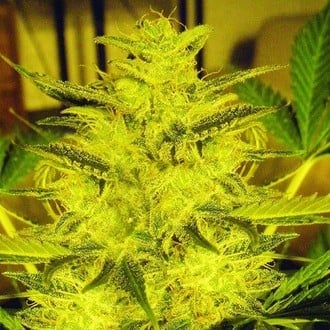 Caramella Auto (Expert Seeds) femminizzata