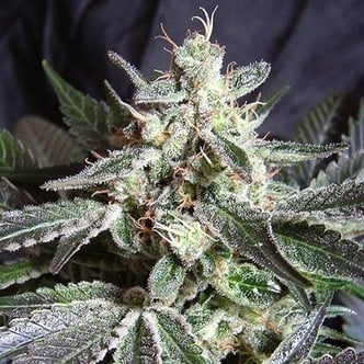 Black Jack (Sweet Seeds) femminizzata