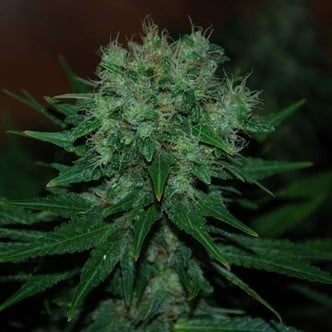 Blue Cheese Auto (Expert Seeds) Femminizzata