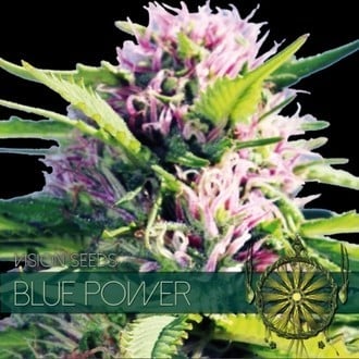 Blue Power (Vision Seeds) femminizzata