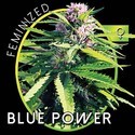 Blue Power (Vision Seeds) femminizzata