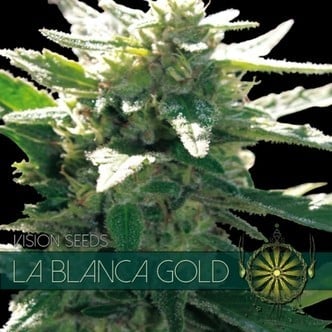 La Blanca Gold (Vision Seeds) femminizzata