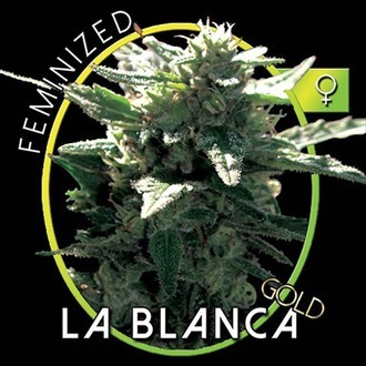 La Blanca Gold (Vision Seeds) femminizzata