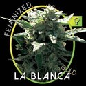 La Blanca Gold (Vision Seeds) femminizzata