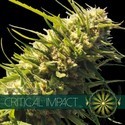 Critical Impact (Vision Seeds) femminizzata