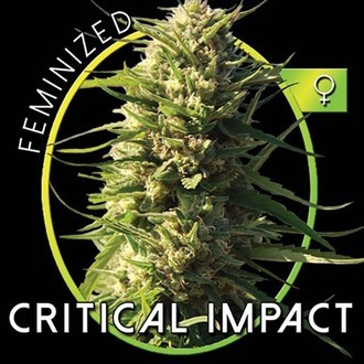 Critical Impact (Vision Seeds) femminizzata