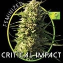 Critical Impact (Vision Seeds) femminizzata