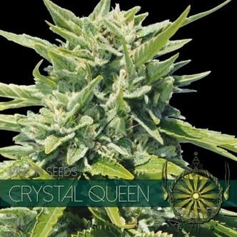 Crystal Queen (Vision Seeds) femminizzata