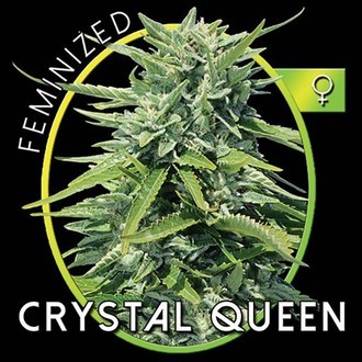 Crystal Queen (Vision Seeds) femminizzata