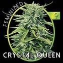 Crystal Queen (Vision Seeds) femminizzata