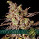 Choco Bud (Vision Seeds) femminizzata