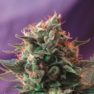 Jack 47 (Sweet Seeds) femminizzata