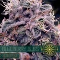 Blueberry Bliss Autofiorente (Vision Seeds) femminizzata