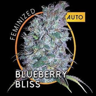 Blueberry Bliss Autofiorente (Vision Seeds) femminizzata