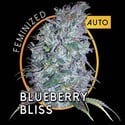 Blueberry Bliss Autofiorente (Vision Seeds) femminizzata