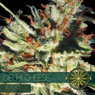 Delhi Cheese Autofiorente (Vision Seeds) femminizzata