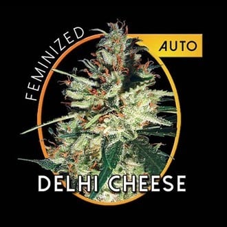 Delhi Cheese Autofiorente (Vision Seeds) femminizzata