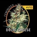 Delhi Cheese Autofiorente (Vision Seeds) femminizzata