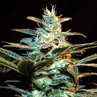 Ice Cool (Sweet Seeds) femminizzata