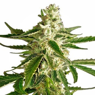 White Diesel Haze Automatica (White Label) Femminizzata