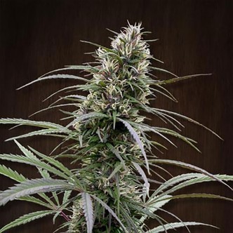 Congo (ACE Seeds) feminized