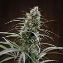 Congo (ACE Seeds) femminizzata