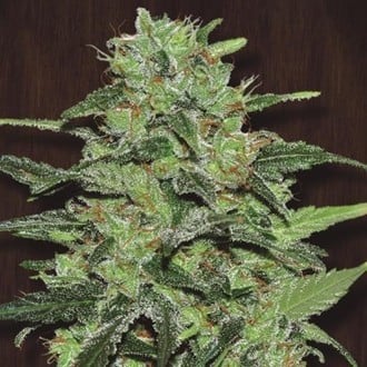 Malawi (ACE Seeds) femminizzata