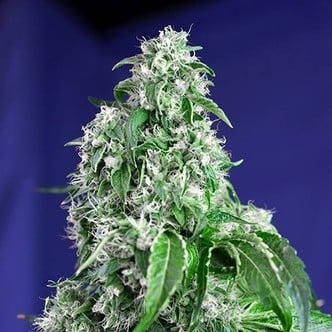 Big Devil - F1 Fast Version (Sweet Seeds) femminizzata