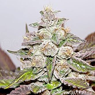 Mendocino x Purple Kush (Medical Seeds) femminizzata