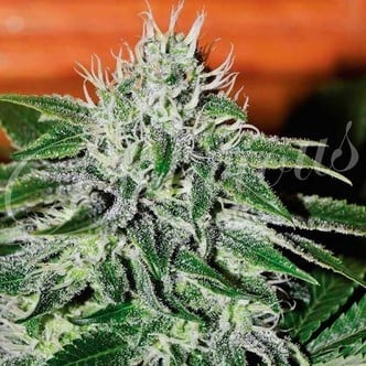 Critical Jack Herer (Delicious Seeds) femminizzata