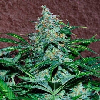 Amnesia Ryder Automatic (World of Seeds) Femminizzata