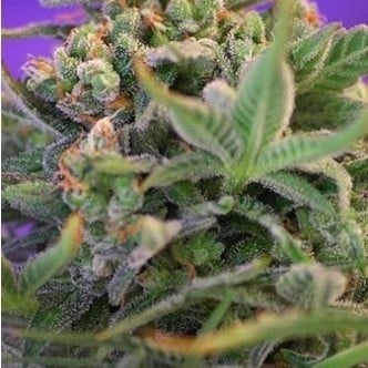 Sweet Cheese (Sweet Seeds) femminizzata